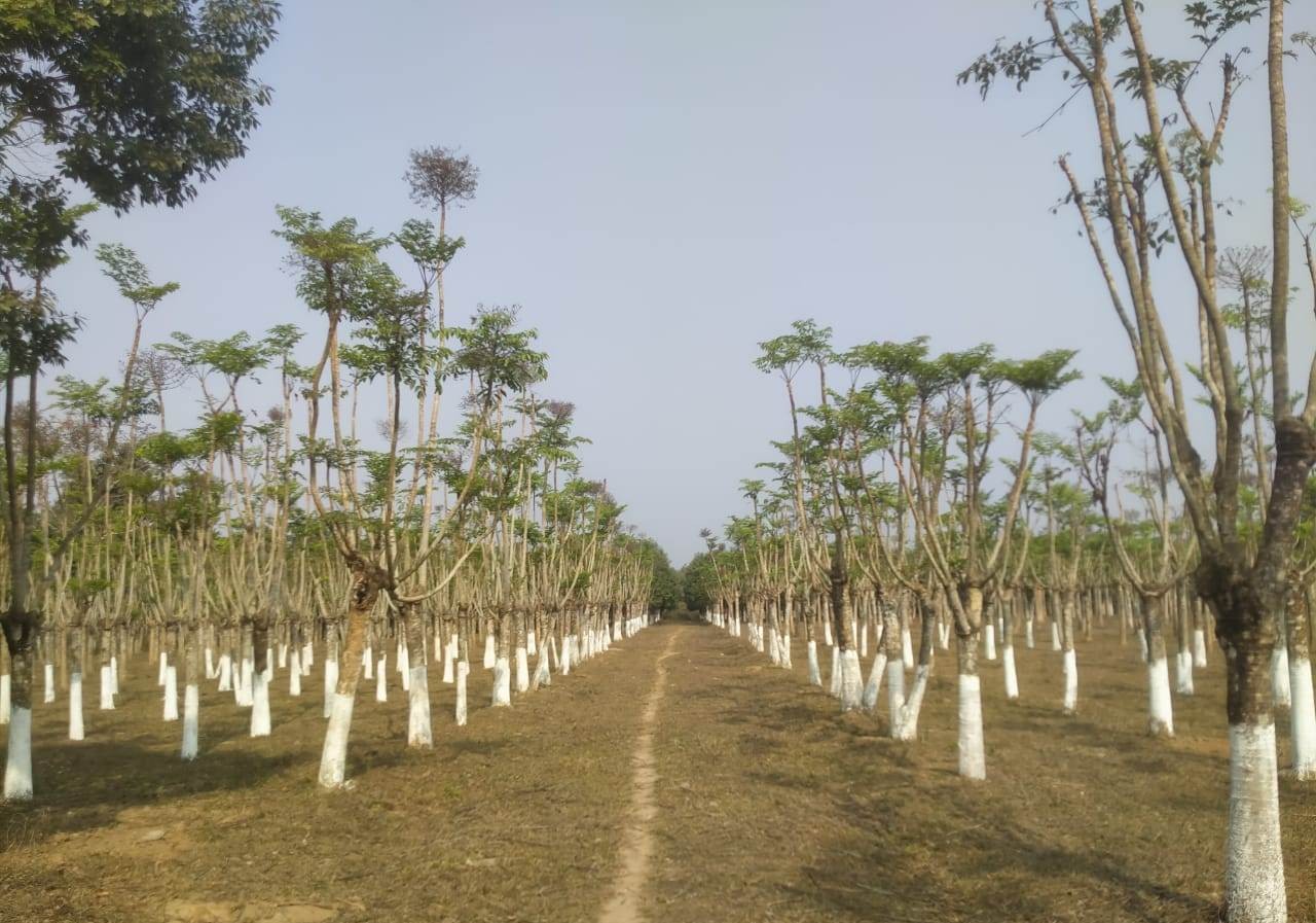 Kesseru Plantation for Eri