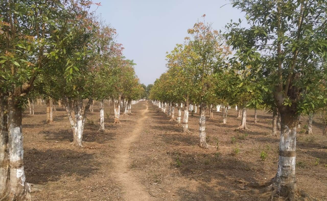 Som Plantation for Muga